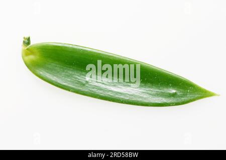 Flat-leaved vanilla (Vanilla planifolia), leaf Stock Photo