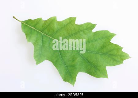 American Red Oak (Quercus rubra), leaf Stock Photo