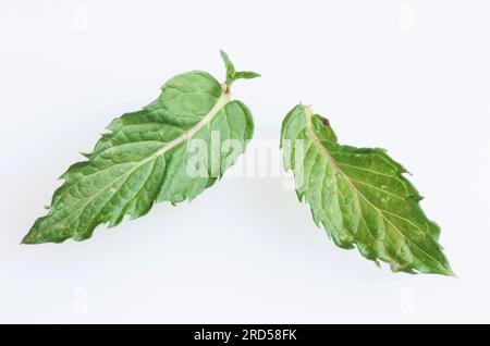 Curly Mint (Mentha spicata var. crispa), leaves, Spearmint Stock Photo