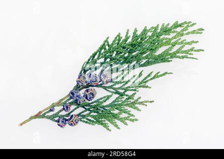 Port-Orford-Cedar, twig with cones (Chamaecyparis lawsoniana) Stock Photo