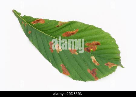 Horse-chestnut (Aesculus hippocastanum), leaf with feeding traces of the horse chestnut leaf miner (Cameraria ohridella), Balkan leaf miner, horse Stock Photo