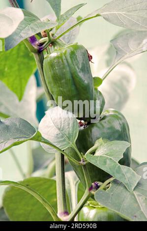Sweet pepper (Capsicum annuum), fruits Stock Photo