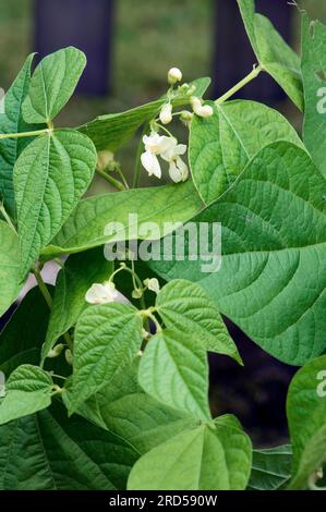 Bush bean (Phaseolus vulgaris nanus) Stock Photo