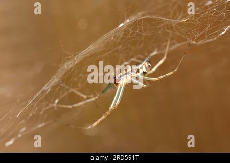 Sheet Web Spider, North Rhine-Westphalia, Germany (Linyphia triangularis), Money Spider Stock Photo