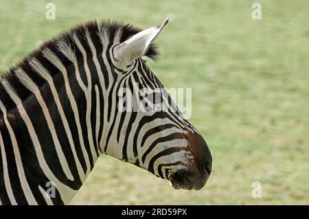 Boehm's zebra, Boehm's zebra (Equus quagga boehmi), steppe zebra, grant zebra, Boehm's steppe zebra, lateral, profile Stock Photo