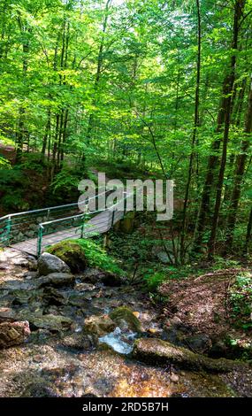 Hiking trail at the source of the Krems, sources from the river Krems, Micheldorf, Upper Austria, Austria Stock Photo