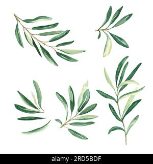 Watercolor hand drawn olive branch illustration Stock Photo - Alamy