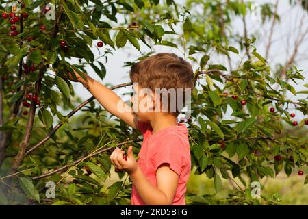 preschool boy picking and eating ripe red cherries from tree in home garden. closeup Portrait of child in background of cherry orchard. summer harvest Stock Photo