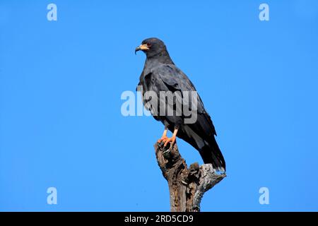 Snail Kite (Rostrhamus sociabilis), male, Pantanal, Brazil, Everglade Kite Stock Photo