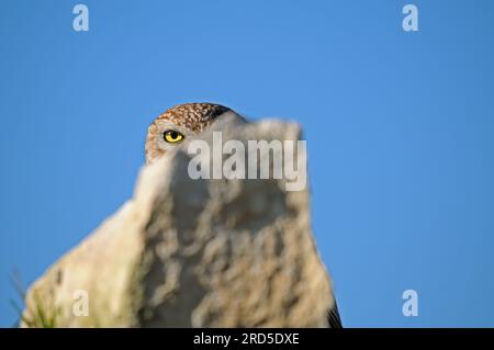 An owl watching the photographer. The owl is watching the photographer from behind the rock. Stock Photo