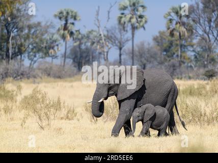 Mom and newborn elephant walking on the plains in the Okavango Delta, Botswana Stock Photo