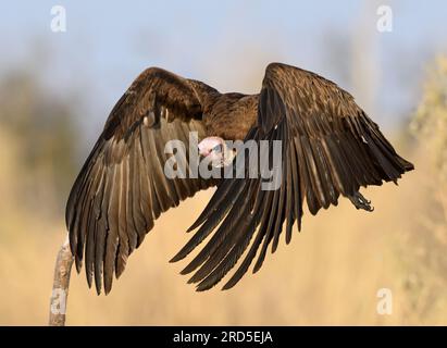 Hooded Vulture in flight Stock Photo