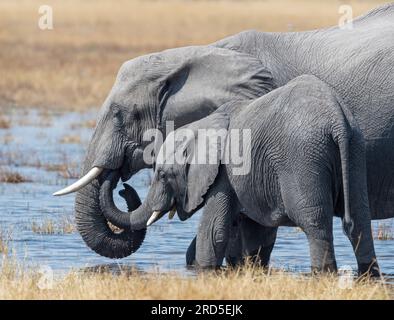 Mother and juvenile elephant with trunks entangled Stock Photo