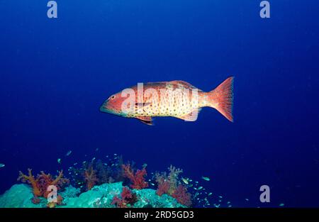 Saddleback Coral Trout, Sudan (Plectropomus laevis) / Saddleback Grouper, side Stock Photo