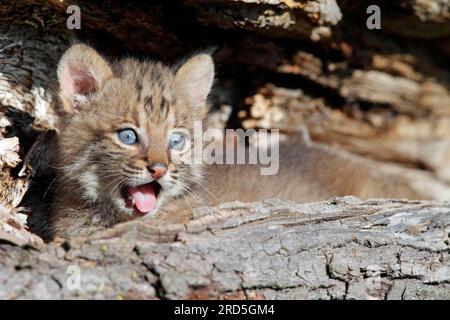 Bobcat (Lynx rufus), young (Felis rufa) Stock Photo