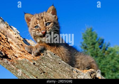 Bobcat (Lynx rufus), young (Felis rufa) Stock Photo