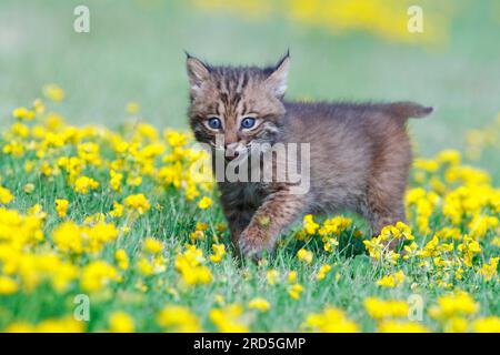 Bobcat (Lynx rufus), young (Felis rufa) Stock Photo