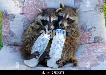 Raccoons (Procyon lotor), orphaned cubs drinking milk from bottle, raccoon Stock Photo