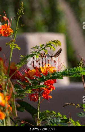 Large sphinx moth on orange red flower in Tucson, Arizona garden in American Southwest region Stock Photo