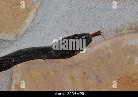 Black Rat Snake, Pantherophis obsoletus, flicking tongue while climbing wall Stock Photo