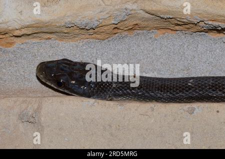 Black Rat Snake, Pantherophis obsoletus, climbing wall Stock Photo