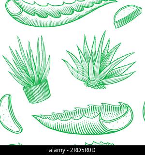 Aloe vera set. Sketch of Plant and bunch and leaves. Ingredient for herbal medicine or cosmetics. Hand drawn Vintage ink sketch. Products for label Stock Vector