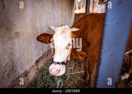 photo of brown cow eating in the barn Stock Photo