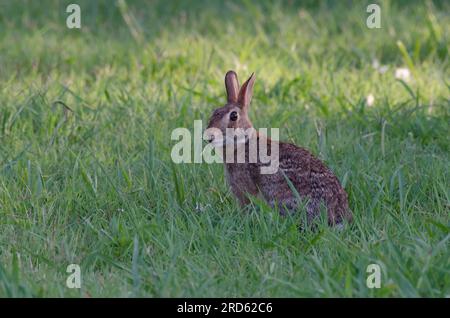 Eastern Cottontail, Sylvilagus floridanus, eating grass Stock Photo