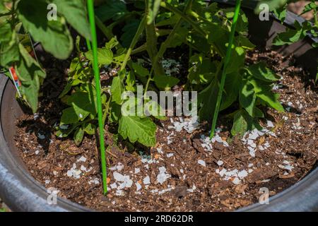 Growing tomatoes in pots with crushed eggshells providing calcium to the plant. Stock Photo