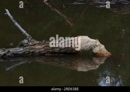 Cottonwood, Populus deltoides, felled by North American Beaver, Castor canadensis Stock Photo