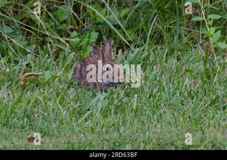 Eastern Cottontail, Sylvilagus floridanus Stock Photo