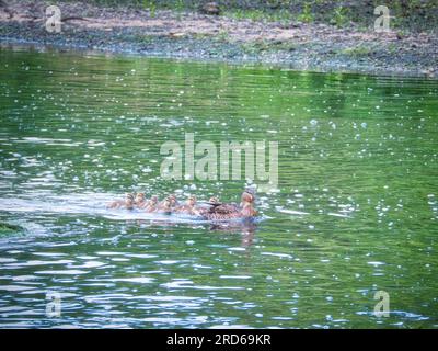 Mallard Duck with Ducklings Swimming Through a River in Summer Stock Photo