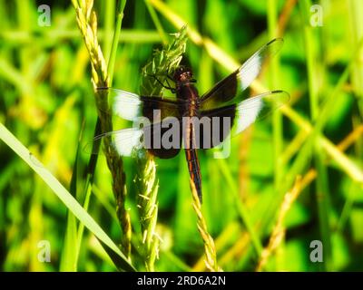 Widow Skimmer Dragonfly Perched on a Summer Wildflower Stem in the Summer Sun Stock Photo