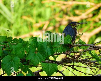 Green Heron Perched on a Tree Branch on a Sunny Day Stock Photo