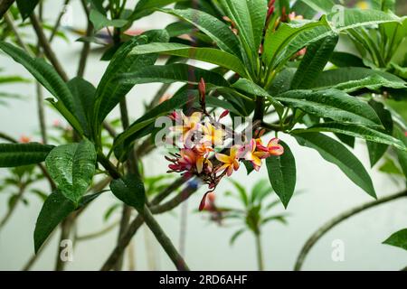 The Red Frangipani or Plumeria Rubra tree is an iconic tropical flower tree, that is shaped almost like an umbrella, the red frangipani can reach a he Stock Photo