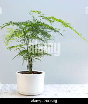 Asparagus plumosa fern in a beautiful pot with copy space Stock Photo