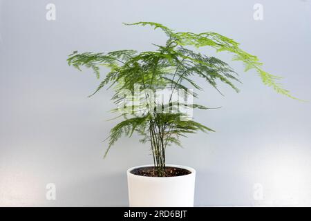Plumosa fern ornamental plant in a decorative pot Stock Photo