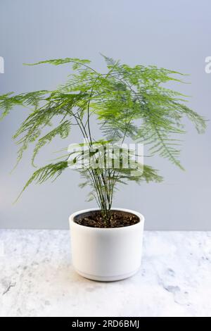 Plumosa fern or climbing asparagus plant in a white pot Stock Photo