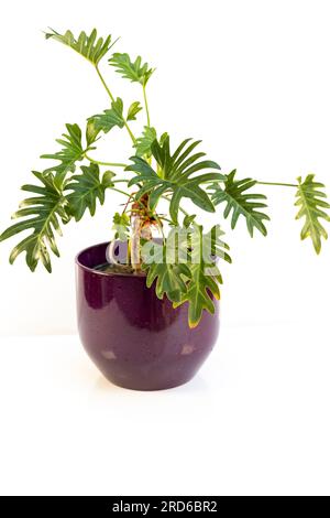 Bush philodendron xanadu plant isolated on white background Stock Photo