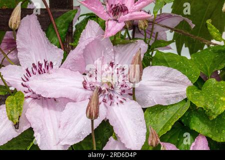 'Multi Pink' Early Large-flowered group, Klematis (Clematis hybrid) Stock Photo