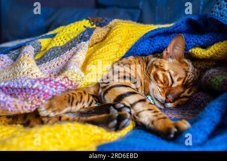 Domestic Bengal cat resting on the couch wrapped in a blanket, pets care Stock Photo