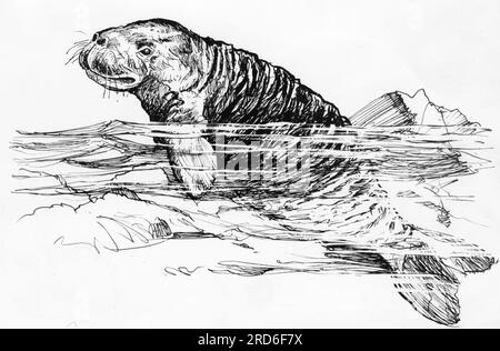 zoology / animals, sirenians, Steller's sea cow (Hydrodamalis gigas), ARTIST'S COPYRIGHT HAS NOT TO BE CLEARED Stock Photo