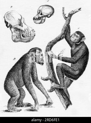 zoology / animals, ape, orang utan (Pongo) and chimpanzee (Pan), wood engraving, from: August Lueben, ARTIST'S COPYRIGHT HAS NOT TO BE CLEARED Stock Photo