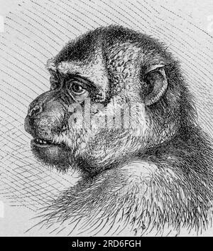 zoology / animals, monkey, barbary ape (Macaca sylvanus), wood engraving, 19th century, ARTIST'S COPYRIGHT HAS NOT TO BE CLEARED Stock Photo