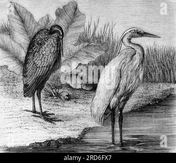 zoology / animals, avian / birds, storks (Ciconiidae), wood engraving, late 19th century, ADDITIONAL-RIGHTS-CLEARANCE-INFO-NOT-AVAILABLE Stock Photo