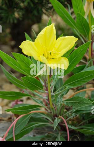 Oenothera macrocarpa, bigfruit evening primrose, Missouri evening primrose,  Ozark Sundrops, biennial, lemon-yellow flowers Stock Photo