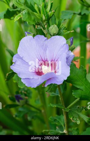 Hibiscus syriacus Oiseau Bleu, tree hollyhock, Rose of Sharon, Hibiscus syriacus Blue Bird, late flowering shrub, trumpet-shaped, bright blue flower, Stock Photo