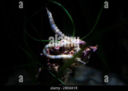 specimen of corythoichthys intestinalis or called pipefish scribbled Stock Photo