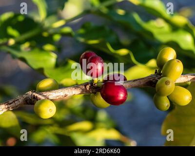 Coffee Cherries growing on a stem, clusters of different stages of ripeness, beans or seeds inside, red and green Stock Photo