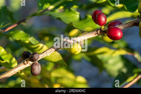 Coffee Beans growing in clusters on a stem, different stages of ripeness Stock Photo